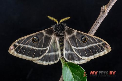 Agapema homogena