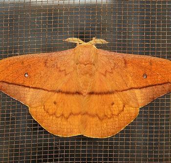 Cricula trifenestrata