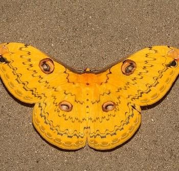 Loepa megacore