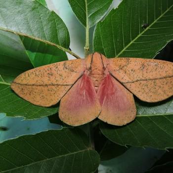 Syssphinx bicolor