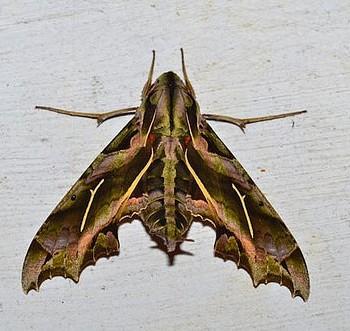 Hemeroplanes longistriga