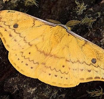 Syntherata janetta