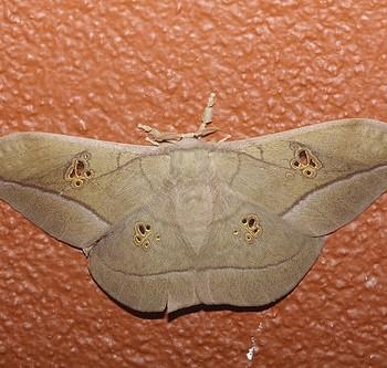 antheraea rosieri