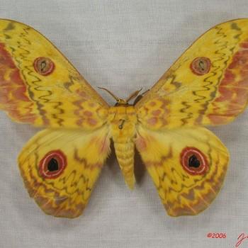 Aurivillius triramis