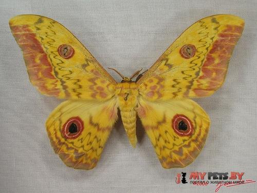 Aurivillius triramis