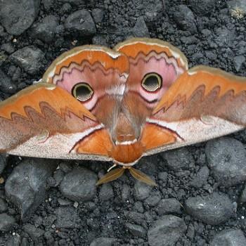 Caligula japonica