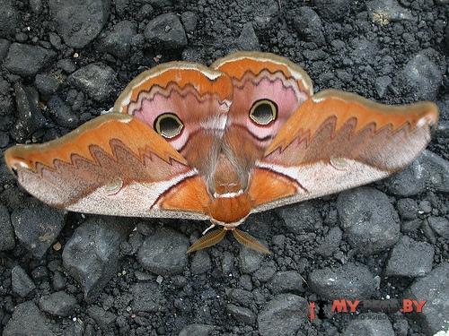 Caligula japonica