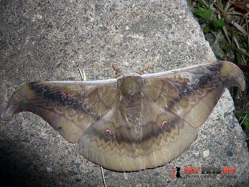 Antheraea jana
