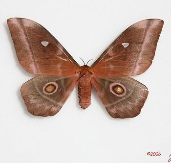 Imbrasia obscura