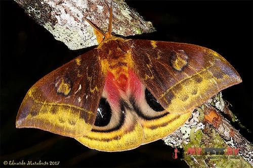 Automeris lauta