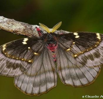 Paradirphia semirosea