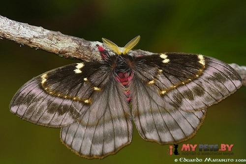 Paradirphia semirosea