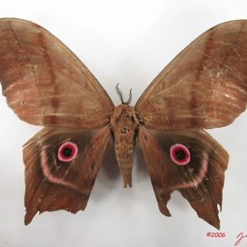 Pseudimbrasia deyrollei