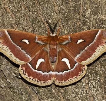 Hyalophora euryalus