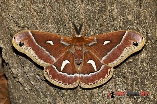 Hyalophora euryalus