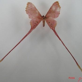 Eudaemonia argus