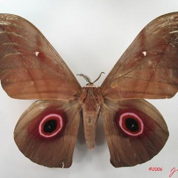 Lobobunaea phaedusa
