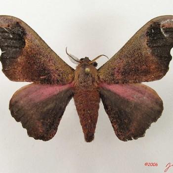 Micragone neonubifera