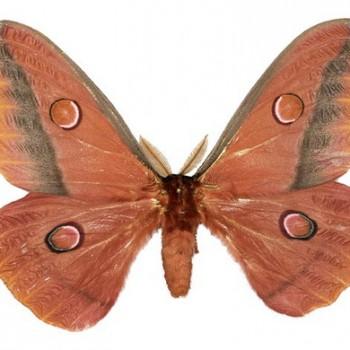 Opodiphthera loranthi