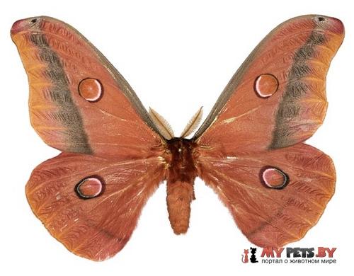 Opodiphthera loranthi