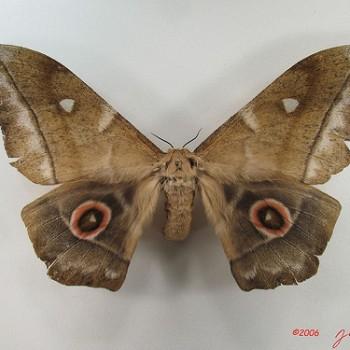 Imbrasia truncata