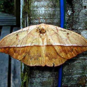 Lonomia achelous