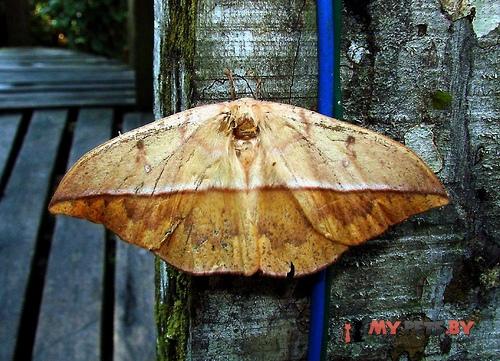 Lonomia achelous