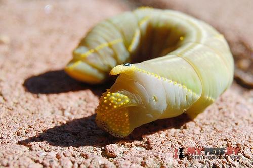 Pseudaphelia apollinaris