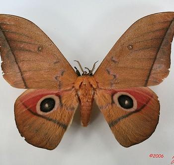 Lobobunaea acetes