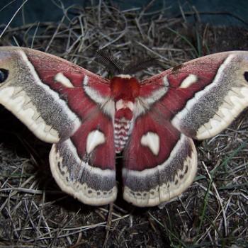 Hyalophora columbia