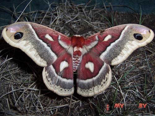 Hyalophora columbia