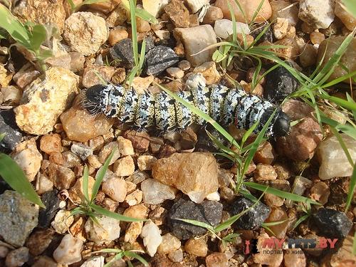 Gonimbrasia belina