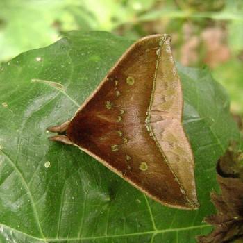 Gamelia abasia