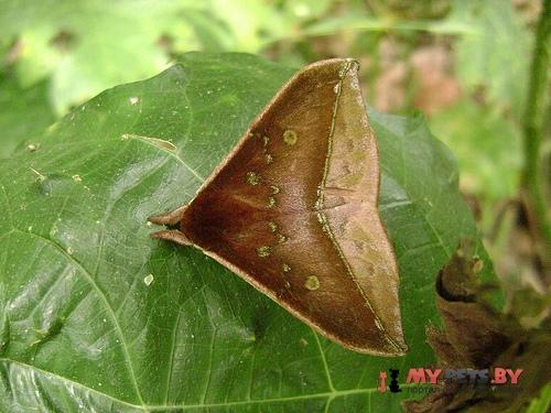 Gamelia abasia