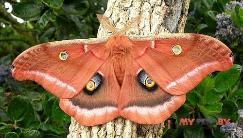 Antheraea polyphemus
