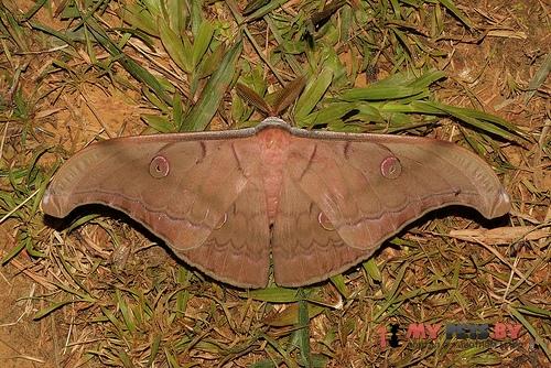 Antheraea helferi