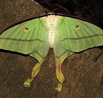 Actias heterogyna