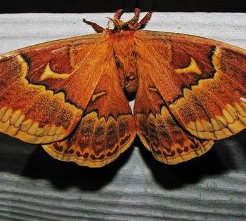 Callosamia securifera