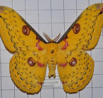 Loepa katinka