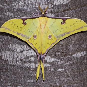 actias sinensis