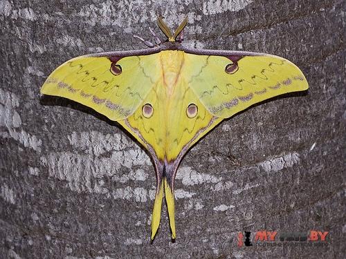 Actias sinensis