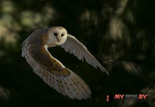 Tyto alba