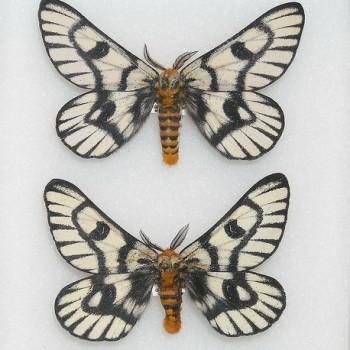 Hemileuca hera