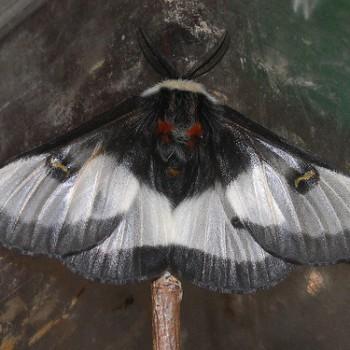 Hemileuca nevadensis