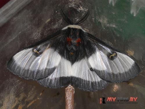 Hemileuca nevadensis