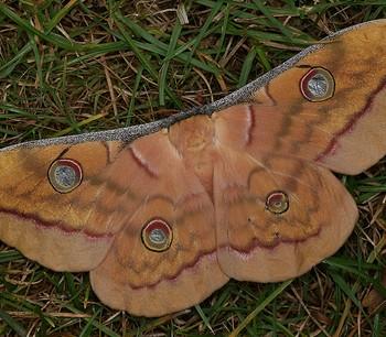 antheraea mylitta