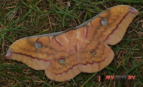 Antheraea mylitta