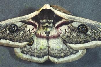 Eriogyna pyretorum