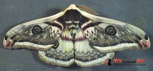 Eriogyna pyretorum