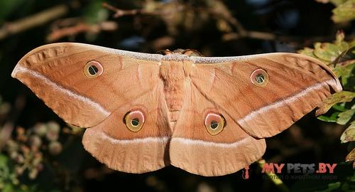 Antheraea pernyi
